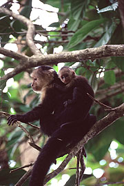 Picture 'Cr1_11_25 Monkey, Costa Rica'